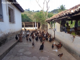 Vendem-se Galinhas Caipiras